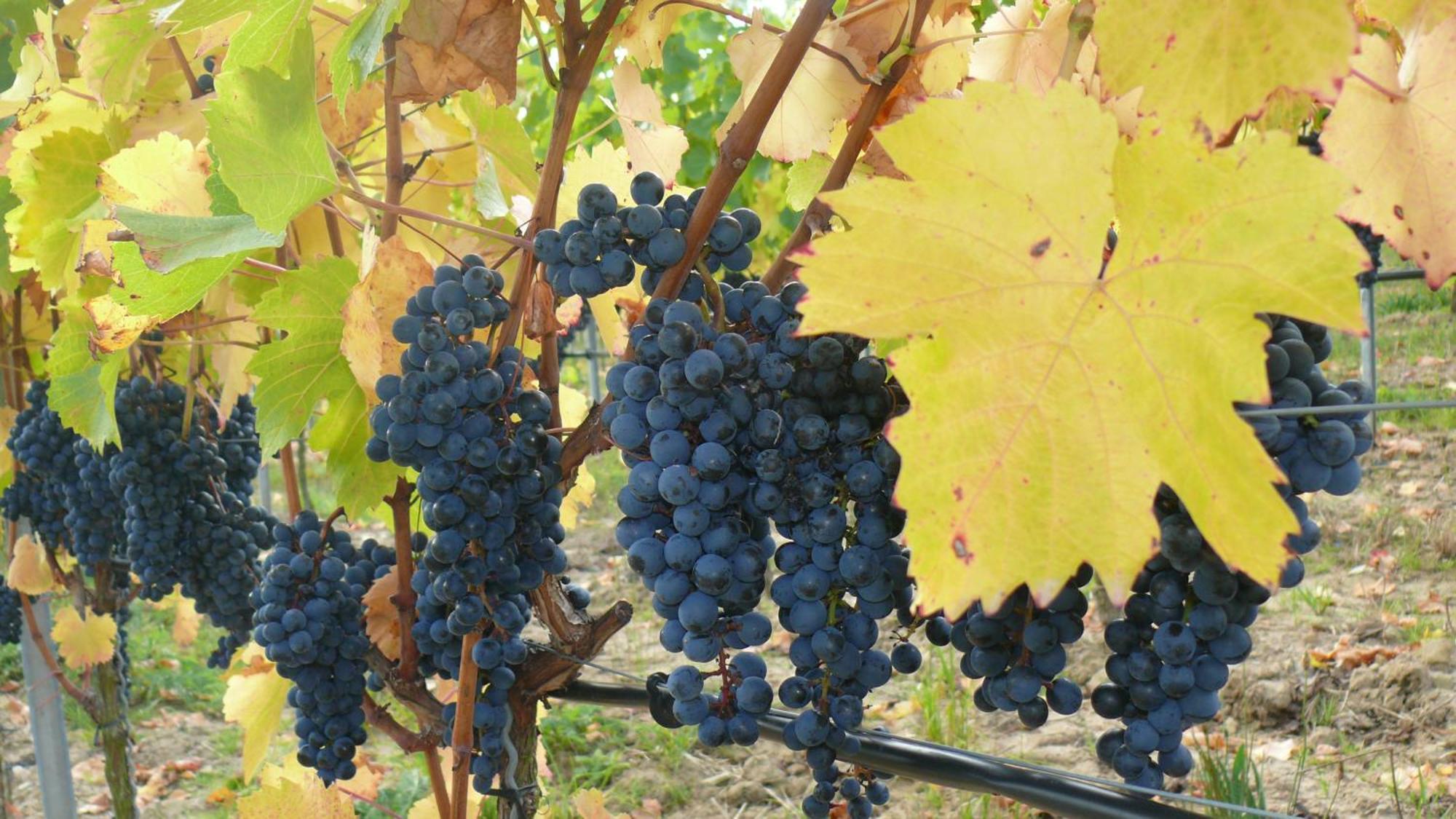 Weingut Herbert Kram Nordheim am Main Dış mekan fotoğraf